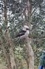 Kookaboura